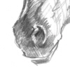 Z_horse_head_pencil_Thumb